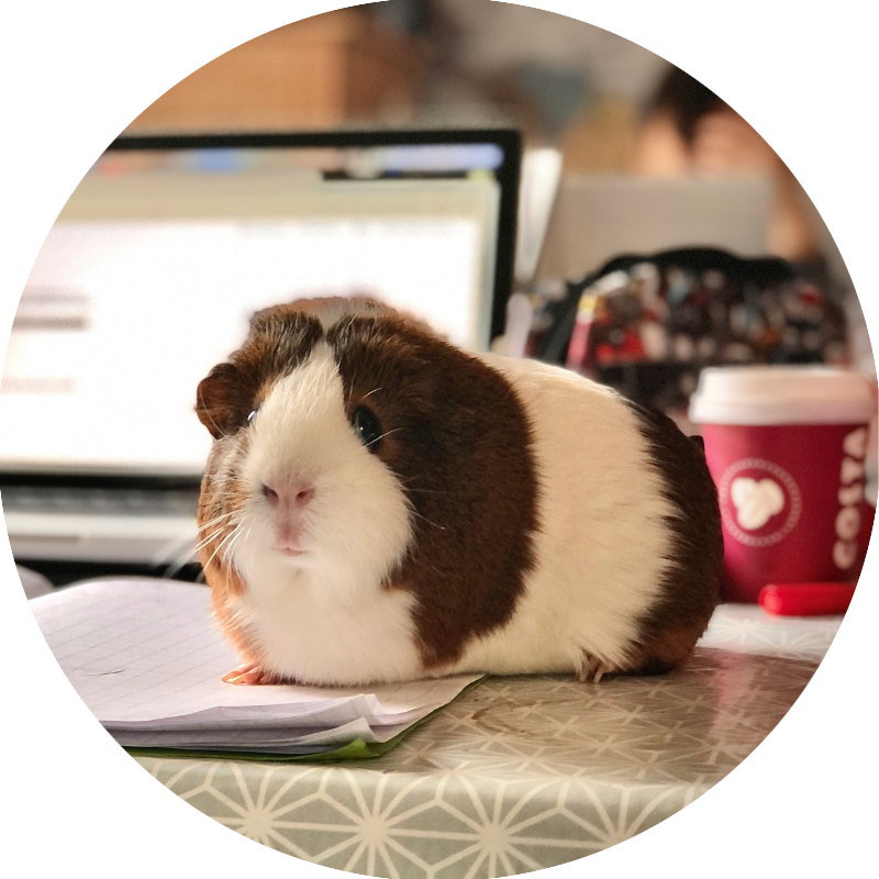 Guinea Pig